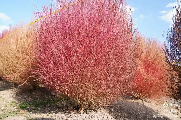 摄影之路系列(十四) 红色地肤