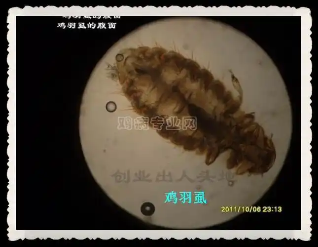 鸡原虫寄生虫类