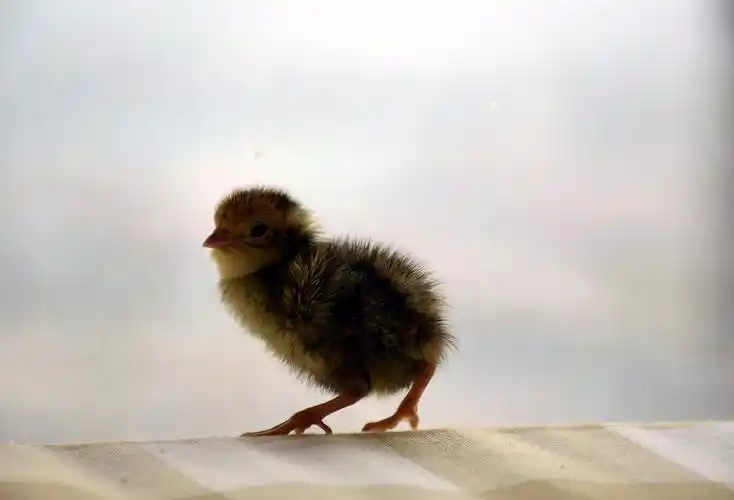 鹌鹑(宠物/动物)20160404