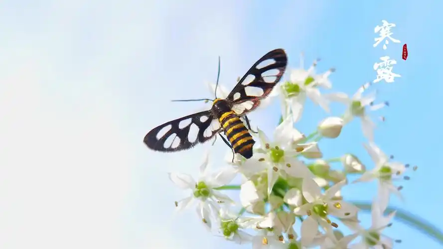 电脑壁纸 节日 节日合集 2020年寒露节气图片