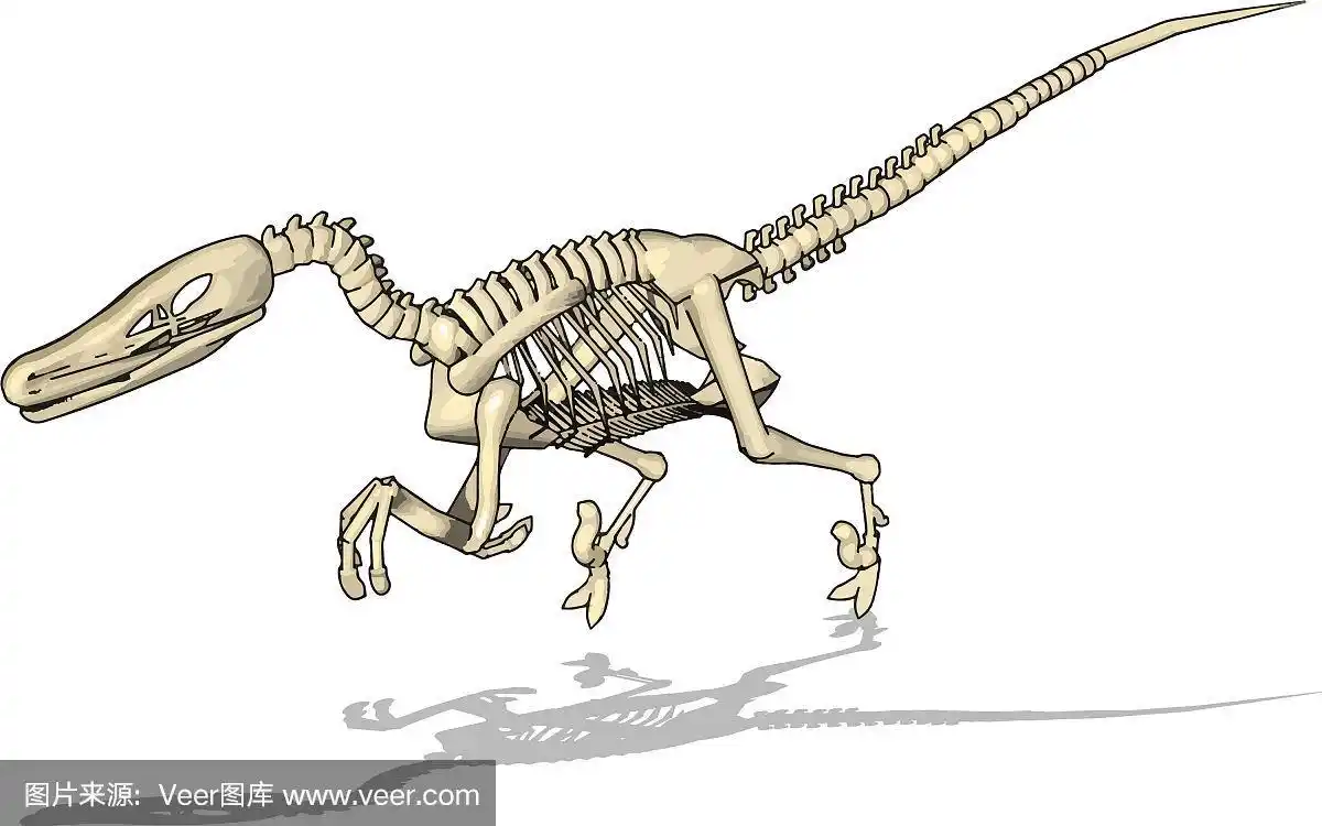 白色背景上的恐龙骨架