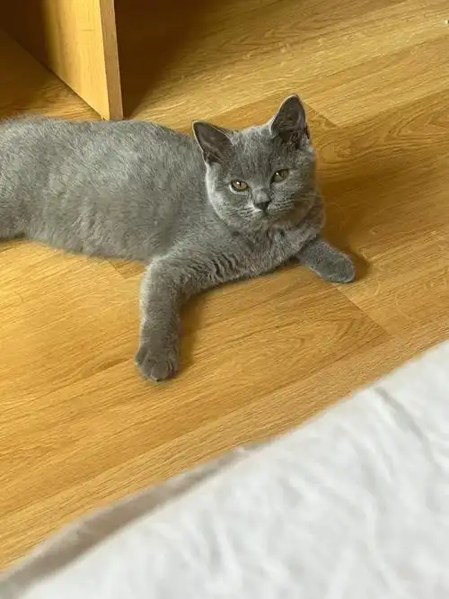 三个月的英短妹妹纯不纯呀