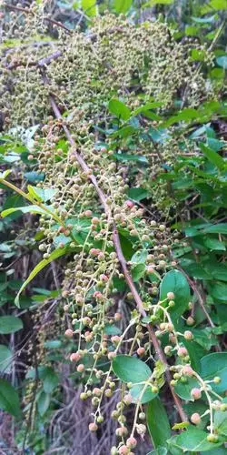 【总032期】日记野花野果(2019第32期)