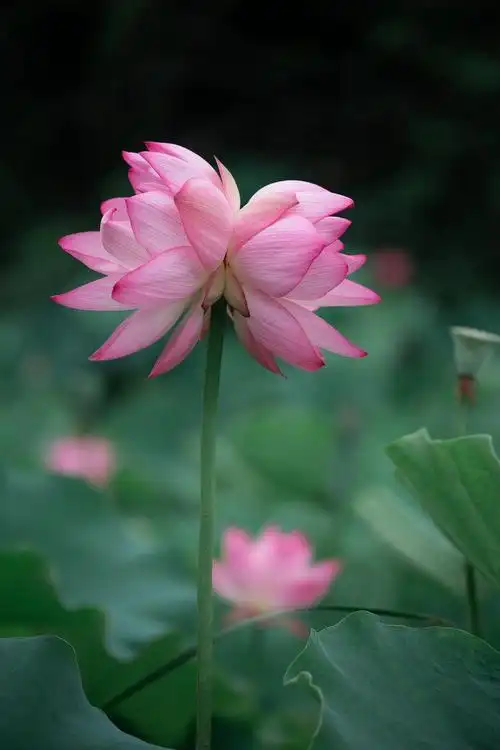 生长几率十万分之一花中珍品并蒂莲现身厦大嘉庚学院荷塘