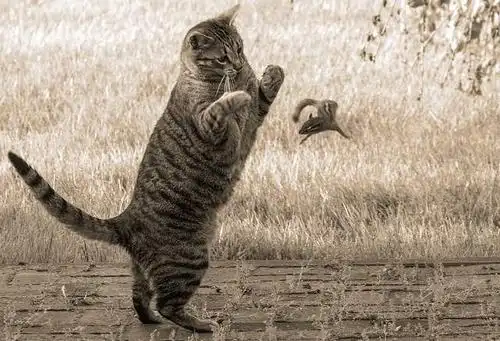 野猫有多凶为什么猫咪喜爱捕猎可是抓到小动物又不吃呢