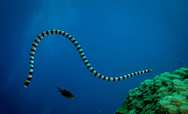 世界十大最危险海洋生物,充满危险让人毛骨悚然