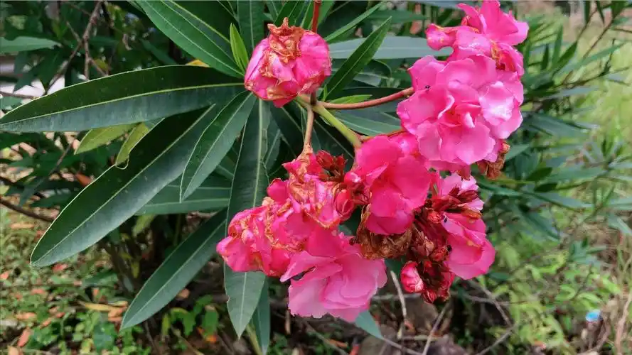 夹竹桃毒性有多强(关于夹竹桃的剧毒和它的功效作用) - ppt汇