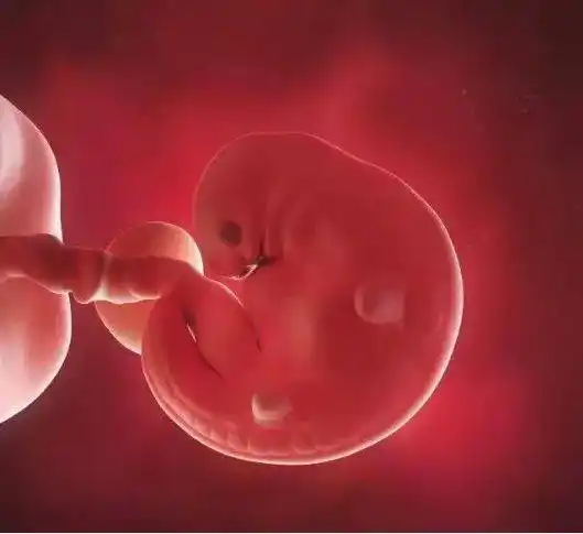 b超可看见小胎囊,胎囊约占宫腔不到1/4