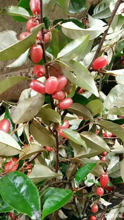 羊奶果树的作用有哪些?果的功效和作用_功效与作用