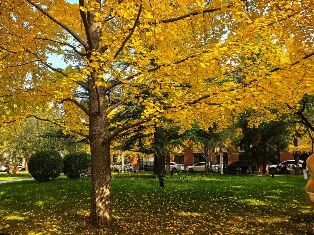 0元玩转这座#我拍到的治愈系风景#最美校园#北京建筑大学秋天最美