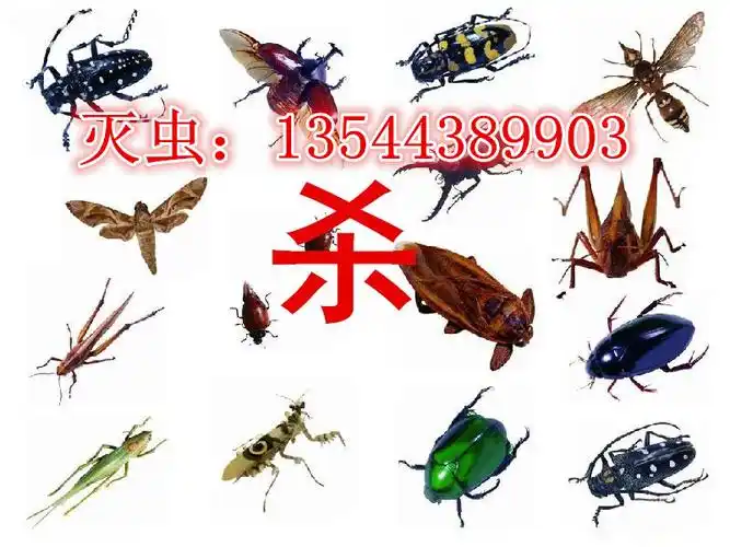 四害是指什么(除四害中的四害是指什么)_大全-幸福起航