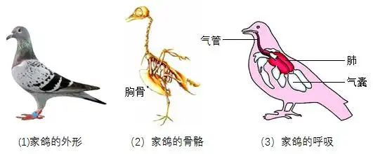 简述与图片信息相关的家鸽适于飞行的形态结构特点,例如
