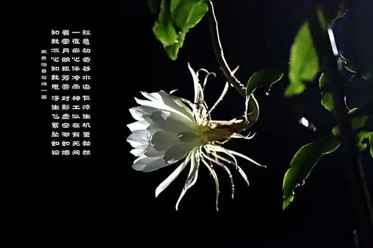 "昙花一现"中的"昙花"是什么花?_金轮王