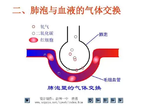 发生在肺内的气体交换ppt_word文档在线阅读与下载_无忧文档