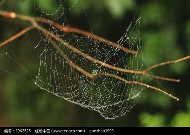 挂满露珠的蜘蛛网蛛丝