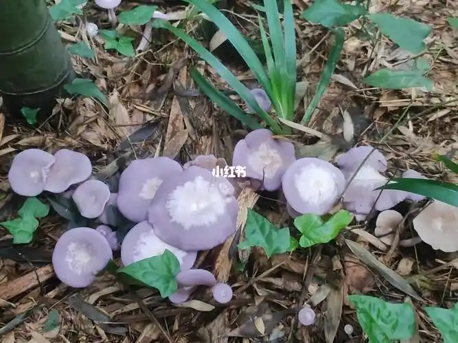 花脸菇,又叫紫丁香菇,最近是花脸菇疯长的季节,发现一朵,就可以收获一