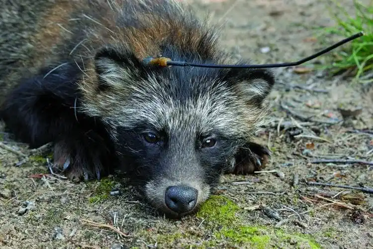 獾猪肉怎么做好吃2