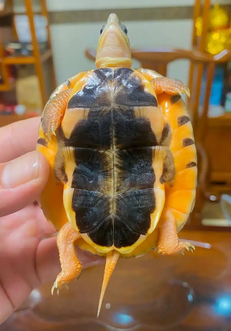 小众宠物之金钱龟品种价格与购买注意事项