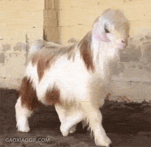 羊gif山羊gif长毛gif高贵gif萌gif可爱gif