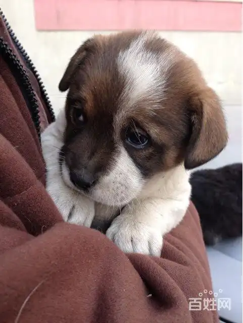 小笨狗狗找新家,45天了,希望有爱心不离不弃,善待