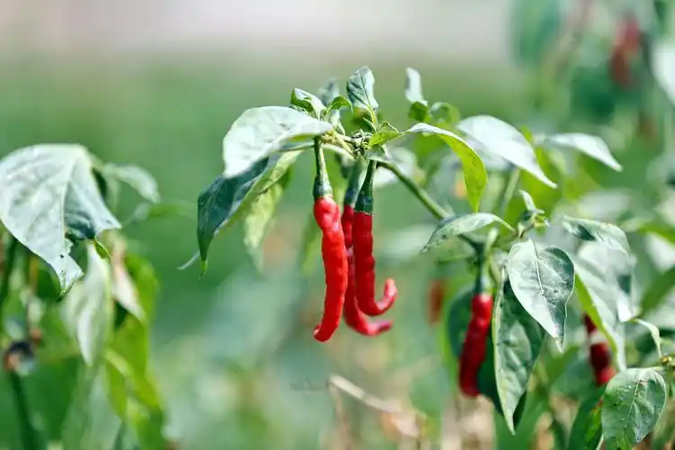 红辣椒