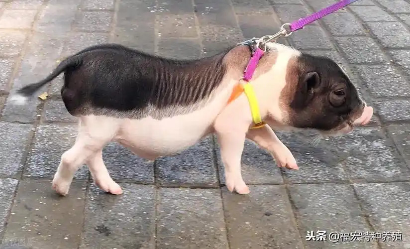 小香猪多少钱一只幼崽,买小猪多少钱一只(宠物香猪多少钱一只巴马香猪