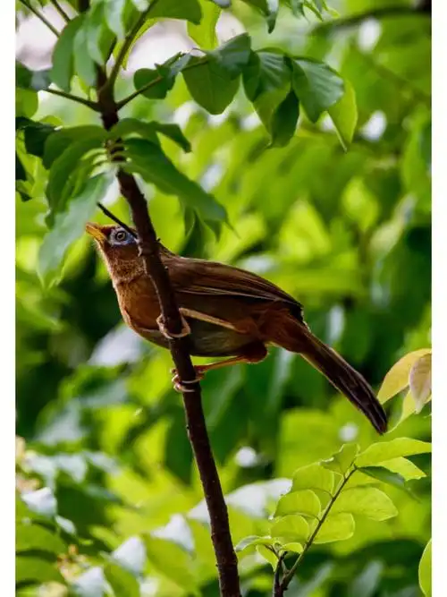 广州市市鸟画眉