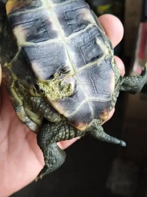 小龟烂甲怎么治疗