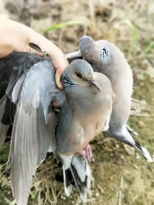 葡萄园里抓的野鸽子