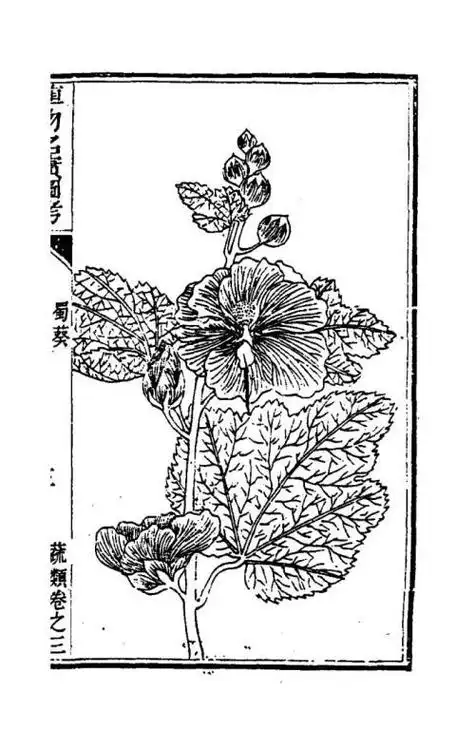 龙葵花的解剖图简笔画