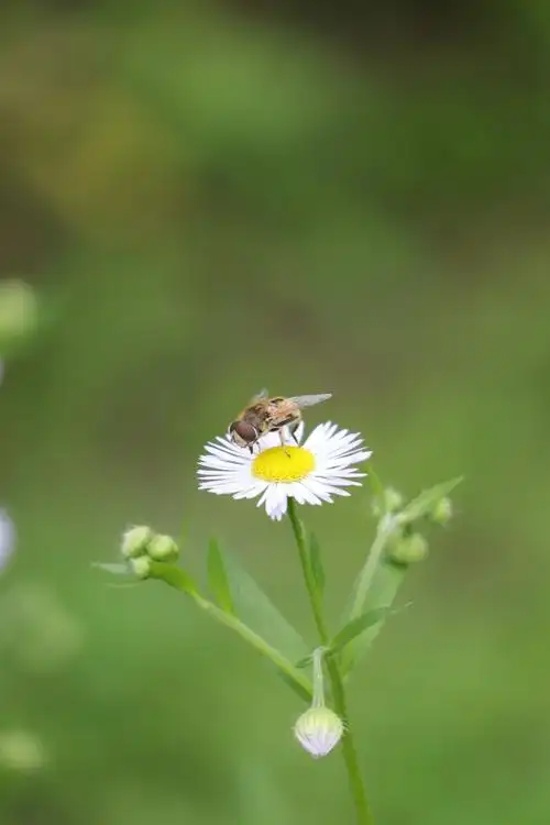 河边散步拍一组野花黄色的如金白色的似玉大自然处处都有美去发现去