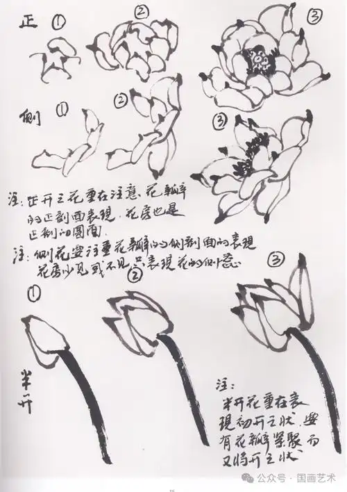 图文示范,一起学画写意荷花!