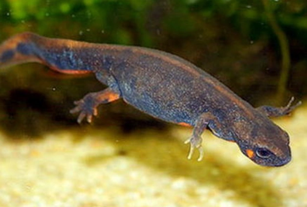 男子河边钓鱼,钓到一只四条腿的"怪鱼",仔细一看不对劲!