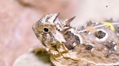 可别惹德克萨斯角蜥 dont mess with the texas horned lizard