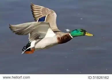 detail of a flying duck