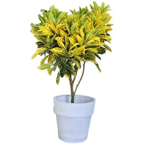 黄金变色盆栽大型老桩七彩星点木庭院绿植阳台大型绿植