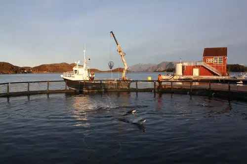 起底挪威三文鱼养殖业:去年中国多吃了1倍,养殖环境备受争议