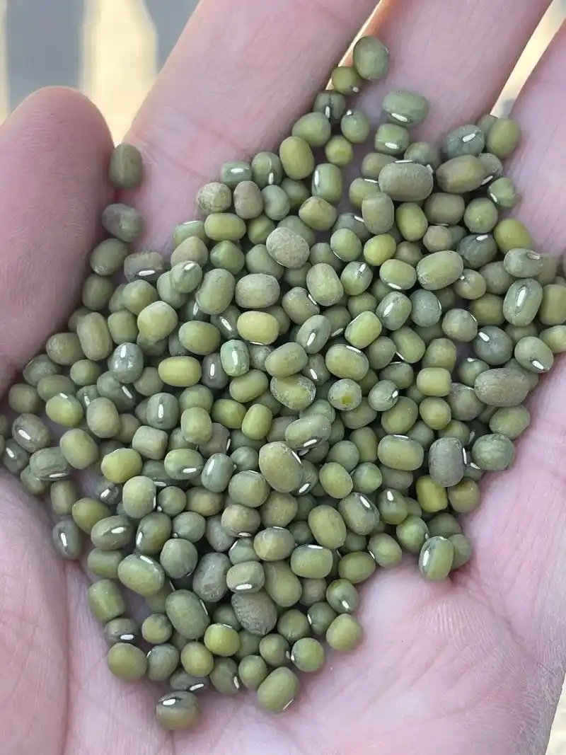 印尼毛绿豆即将到货,质量好,价格低.印尼毛绿豆即将到货20个 - 抖音