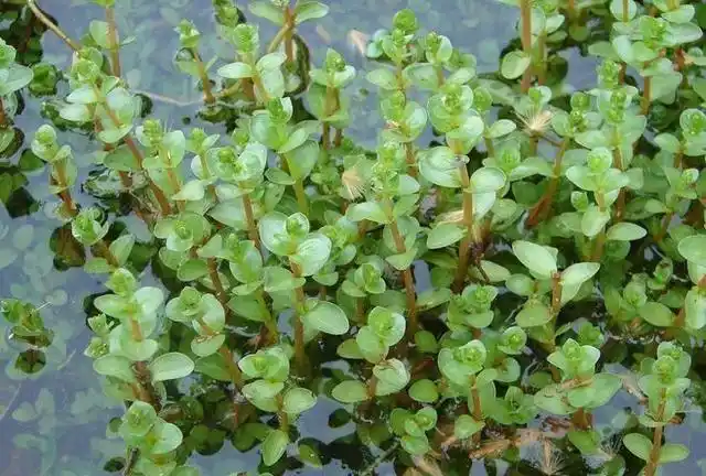 马齿苋长水里人称水马齿苋很多人当野菜吃开红色花