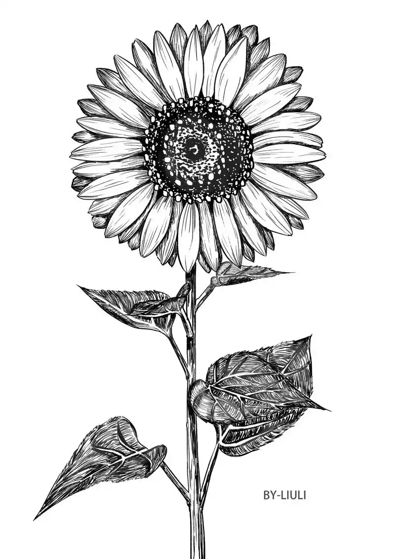 植物线稿画法.零基础也可以画出来的线稿#零基础学画画 #图文 - 抖音