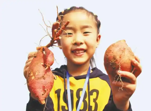 一名小朋友展示自己刚刚挖出的地瓜.