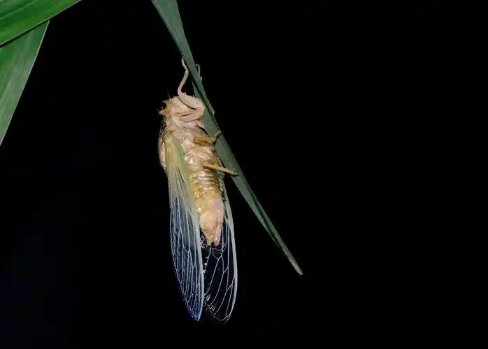 看金蝉如何脱壳