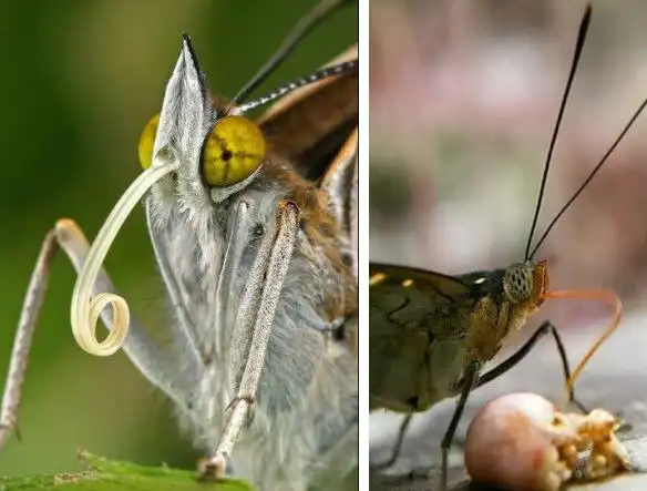 蝶和蛾在昆虫分类学中属于鳞翅目,他们的嘴巴称之为虹吸式口器,是蝴蝶