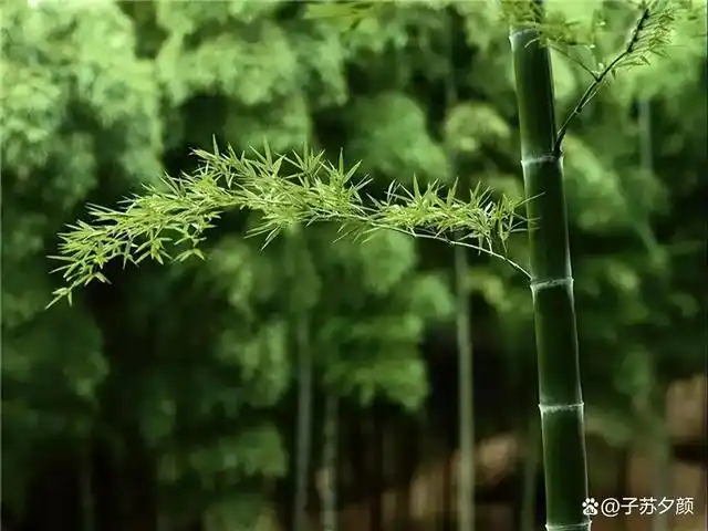 在古代有四大被人们视作象征意义的植物,它们就是"四君子"梅兰竹菊