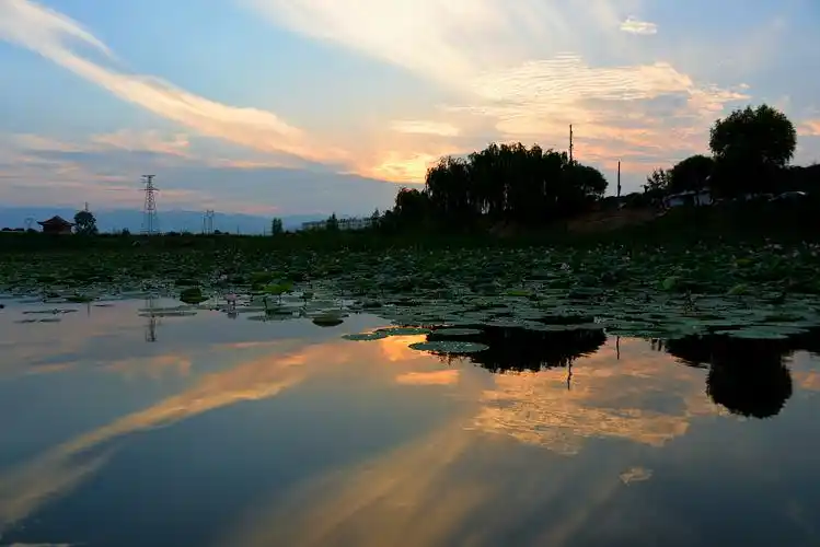 夏日池塘荷花开