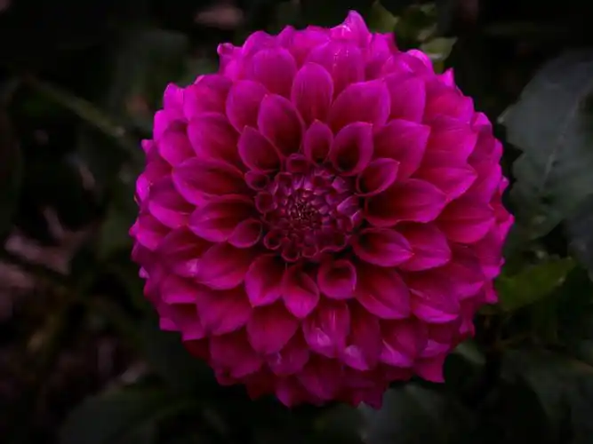 大丽花,紫色的花,花园 4k