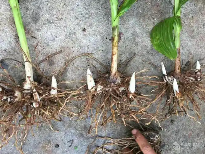 安溪创纪农业开发有限公司