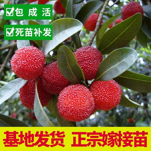 正宗杨梅树苗嫁接苗果树苗子带土植物盆栽果树苗南方种植批发北方