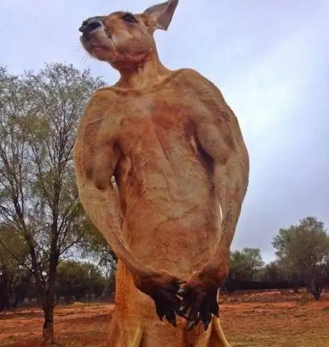 世界最强【袋鼠】!每天撸铁变成拳击手!身材令人咂舌