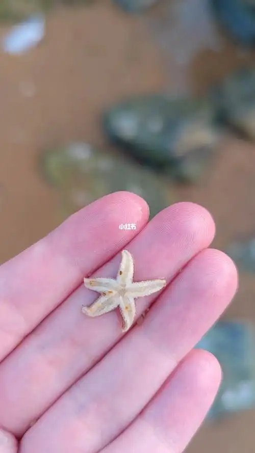 今天是被小海星萌化的一天